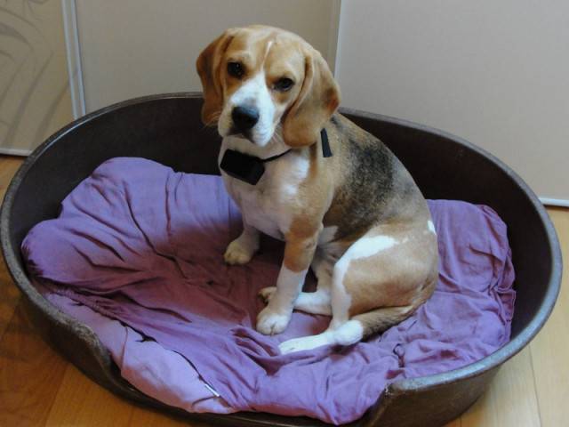 Lana - Beagle (2 ans)