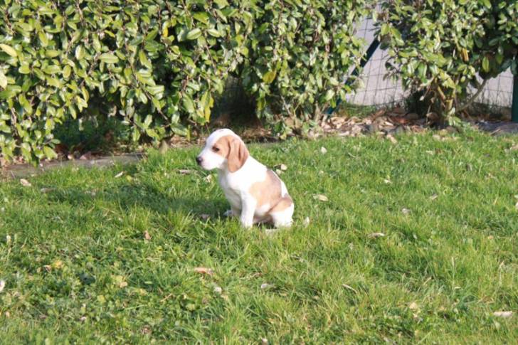 mon chien - Beagle Mâle (3 mois)