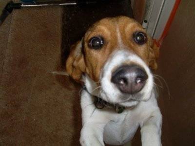 kiara - Beagle (1 mois)