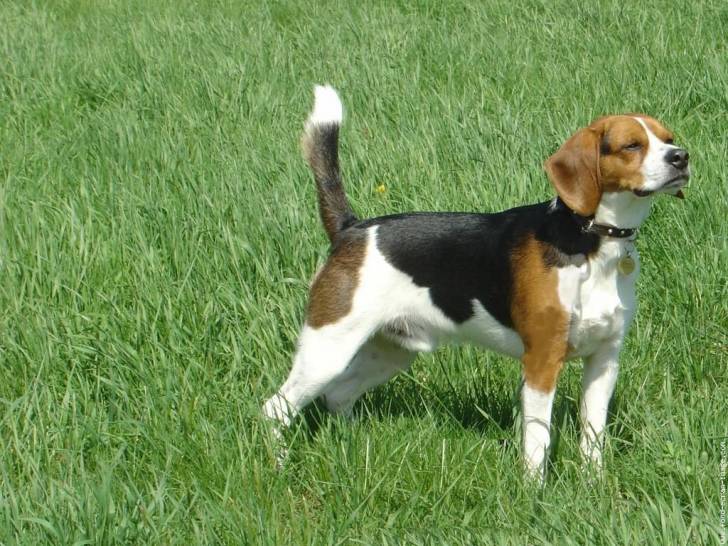 roucky - Beagle Mâle (8 ans)