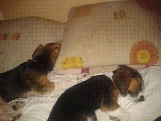Max et Ty - Beagle Mâle (2 ans)