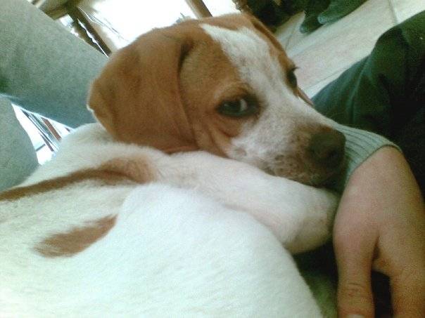 Dolly - Beagle (1 an)