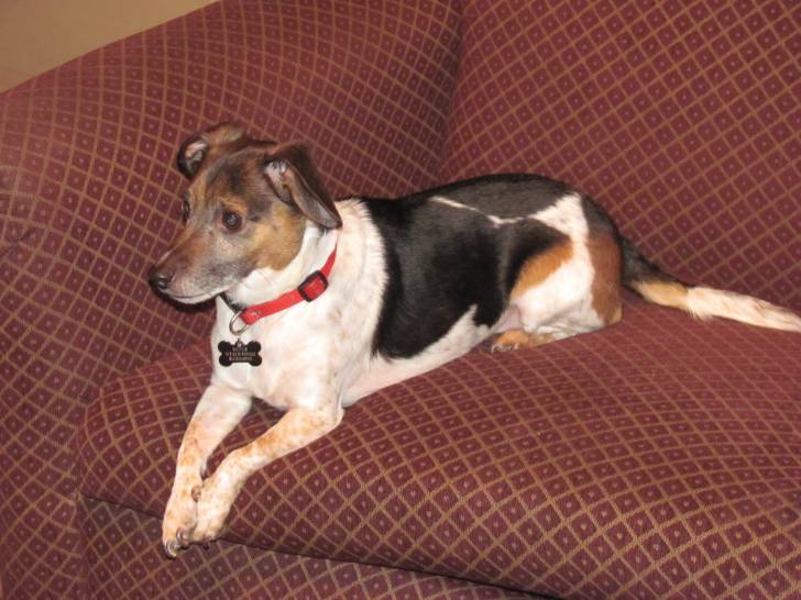 Rufus - Beagle Mâle (5 ans)
