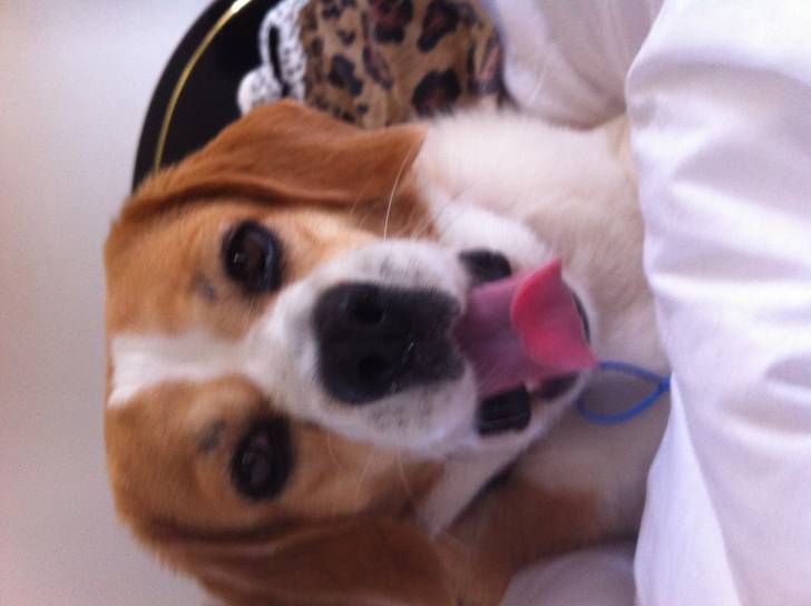 Jody - Beagle (4 ans)