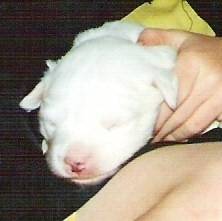 chiot de ma chienne sarah - Beagle Mâle (1 mois)