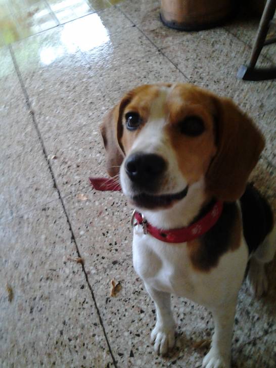 Indi - Beagle Mâle (6 ans)