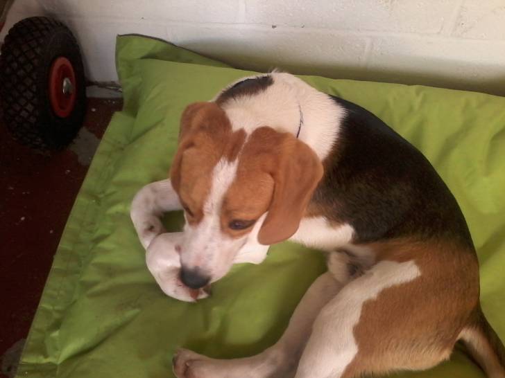 Boogy - Beagle Mâle (1 an)