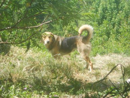 FaFa - Beagle Mâle (2 ans)