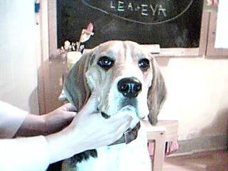 fripouille - Beagle Mâle (1 an)