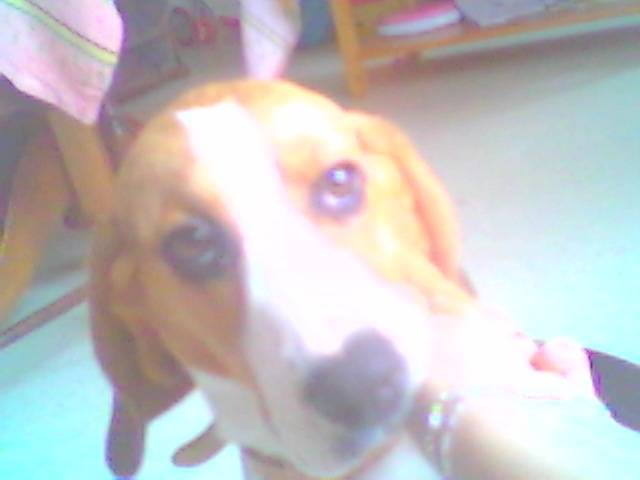 flora - Beagle (8 mois)