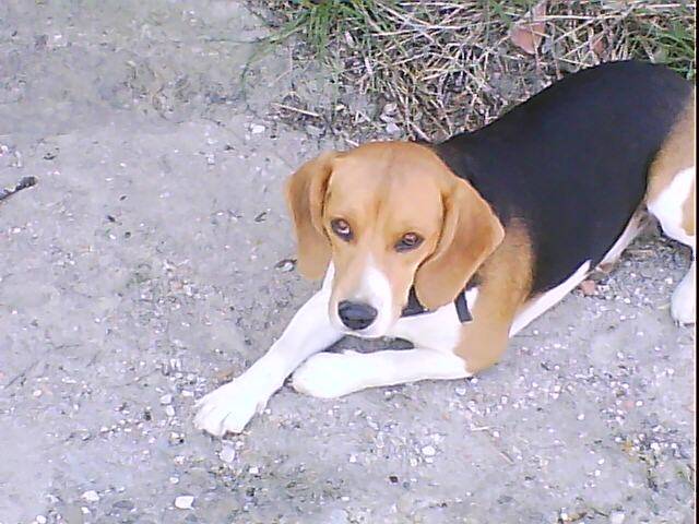 djune - Beagle (2 ans)