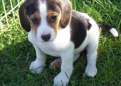 Maya - Beagle (5 mois)