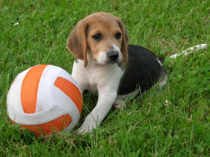 Daisye - Beagle