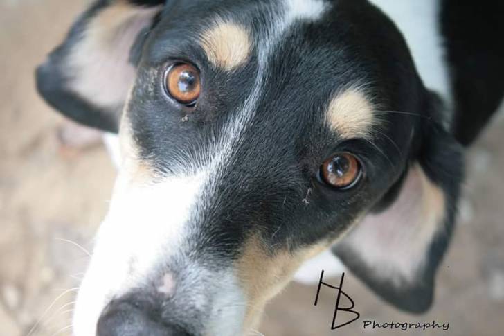 Jack (My photography) - Beagle Mâle (2 ans)