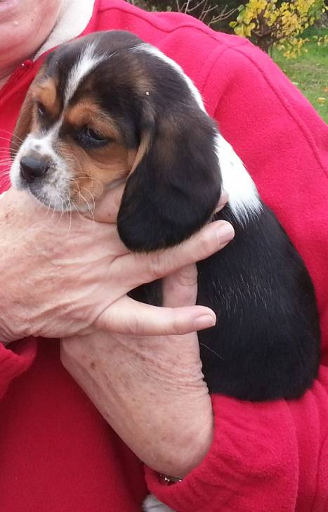 Benjie - Beagle Mâle (2 mois)
