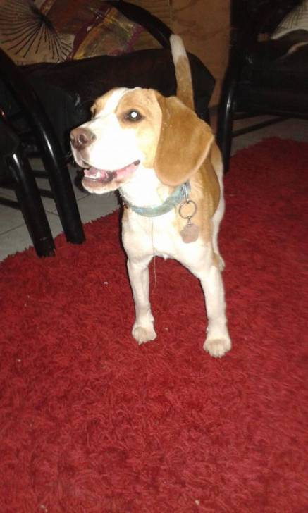Lia - Beagle (8 mois)