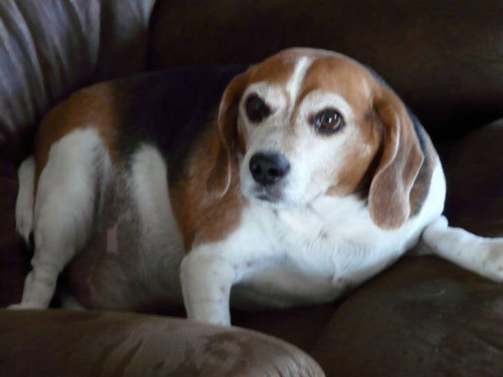 jamie - Beagle (2 ans)