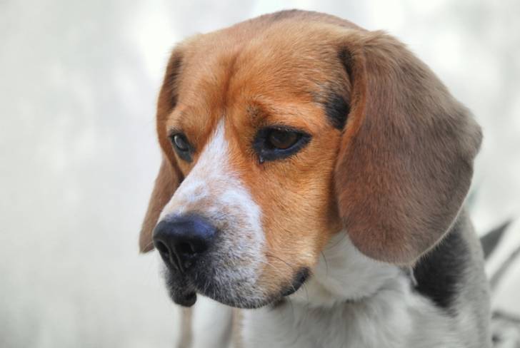 Chifon - Beagle Mâle (3 ans)
