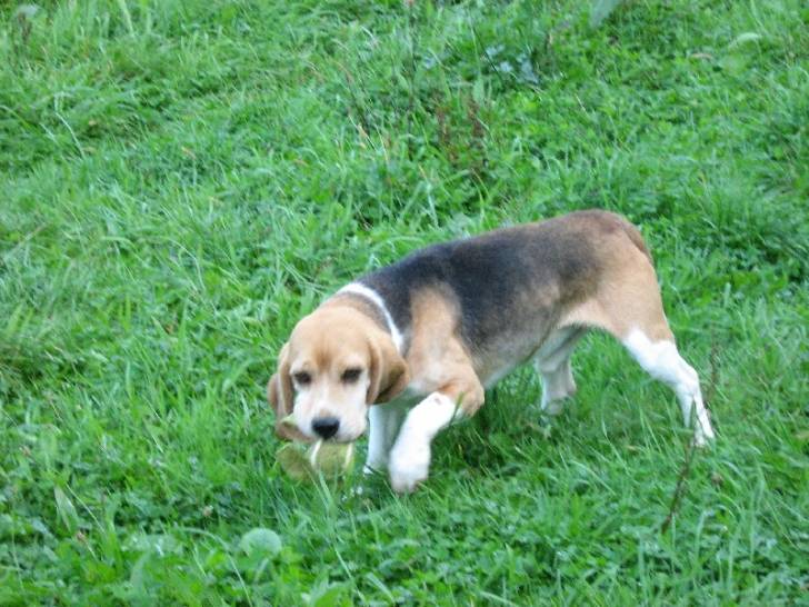 naki - Beagle Mâle (2 ans)