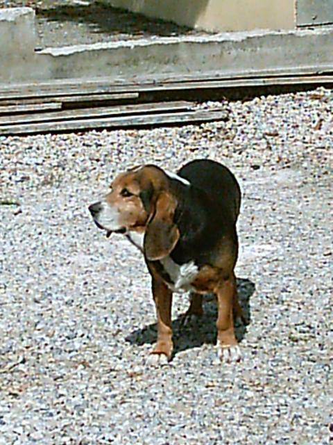 Diane******Beagle x Griffon - Beagle