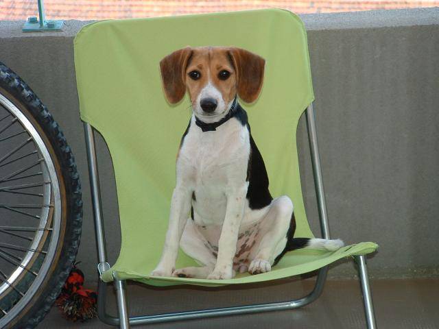 Stricky - Croisé beagle - Beagle