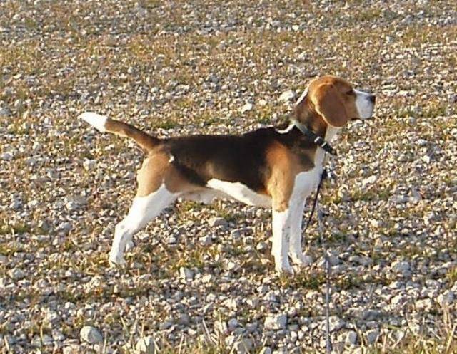 Beagle, Umpa Lumpa - Beagle