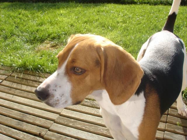 beagle bulle - Beagle