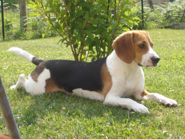 beagle bulle - Beagle