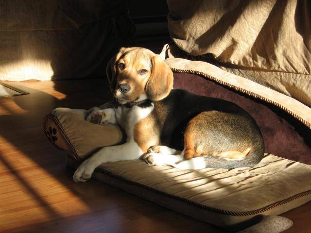 Beagle, Mika - Beagle