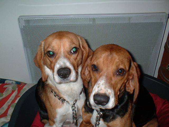 beagles : austin et patch - Beagle