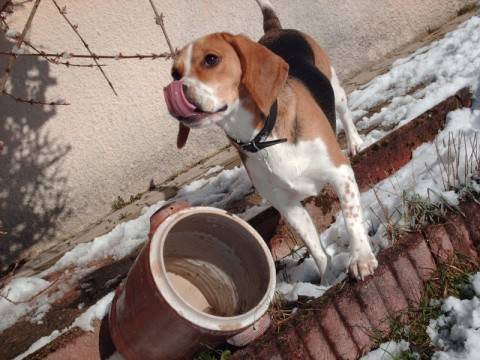 Beaglette : Anéa ma louloutte !! - Beagle