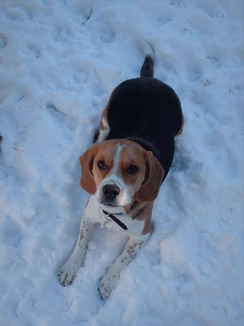 Beaglette : ANEA - Beagle