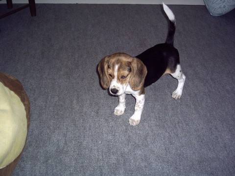 Beaglette : Anéa - Beagle