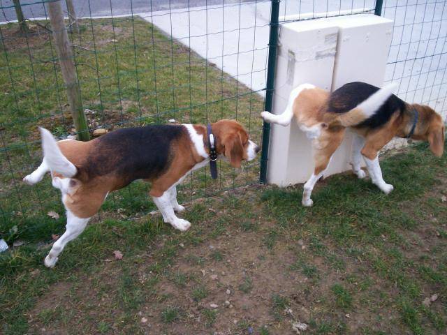 beagle urgo, arnold - Beagle