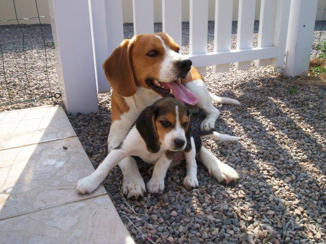 Beagle Urgo & Bulle - Beagle