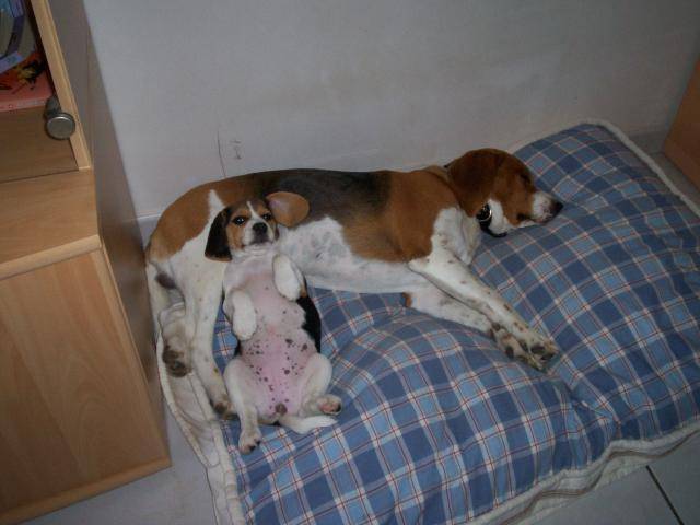 Beagle Urgo & Bulle - Beagle