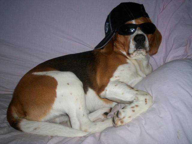 Beagle Urgo - Beagle