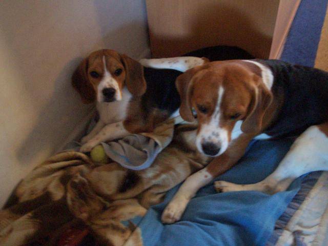 Beagle Urgo et Bulle - Beagle