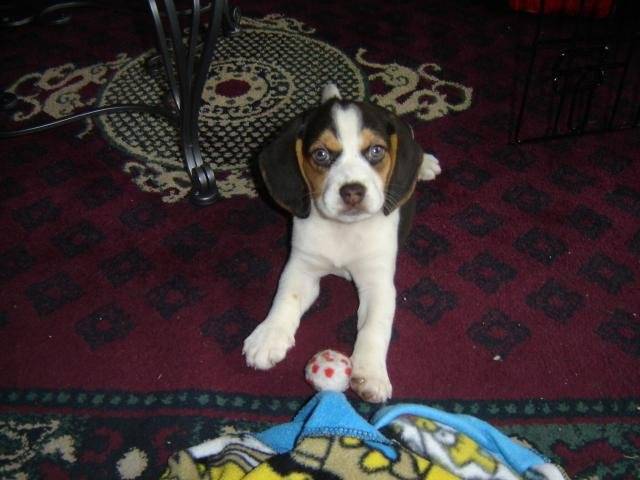 Beagle, Pouille - Beagle