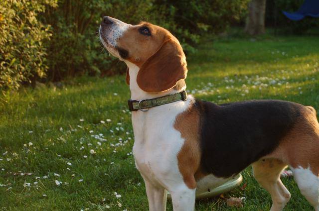Beagle-LOLA - Beagle