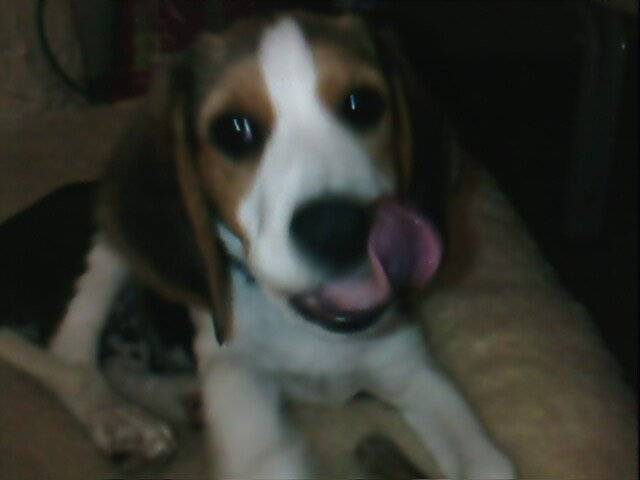 Petit beagle.Biggie - Beagle