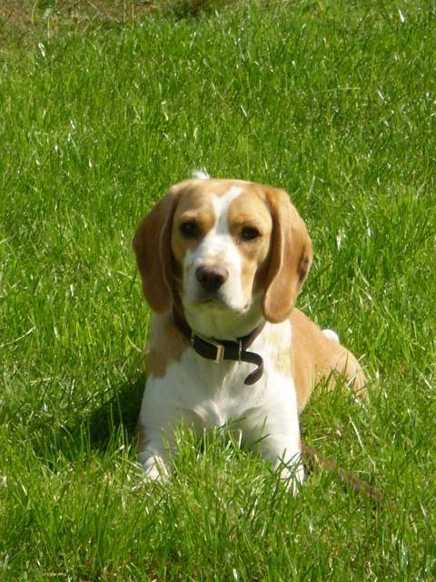 beagle - elya - Beagle