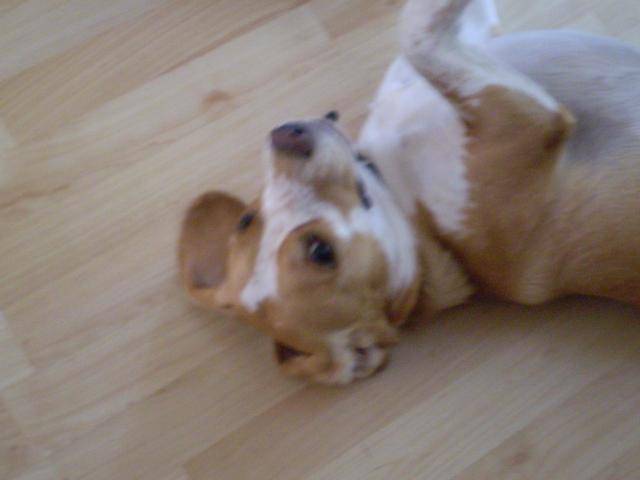 beagle-elya - Beagle