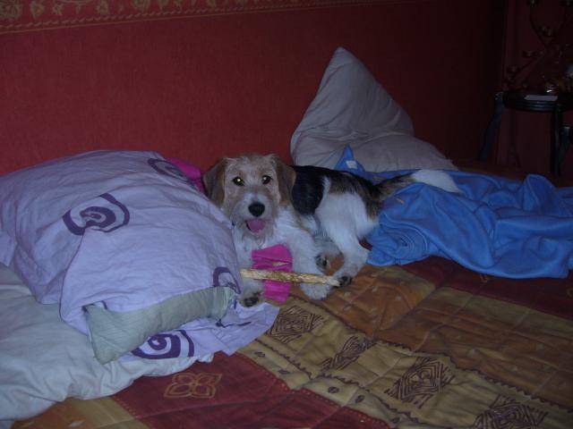 Fox terrier croisé beagle - Beagle