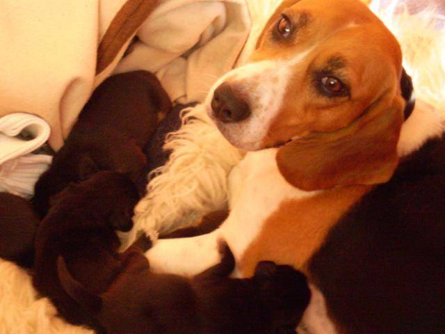 beagle--harier ; lola et ses petites - Beagle