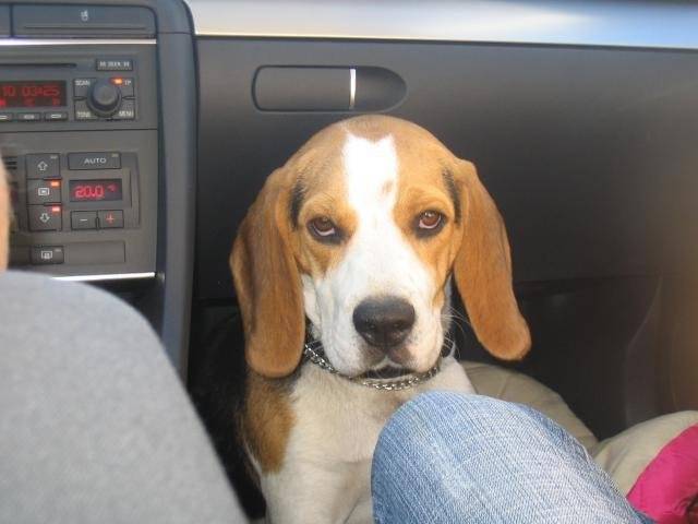 Beagle CZERNY - Beagle