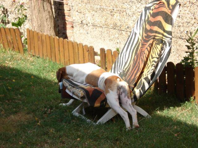 Beagle, Caline - Beagle