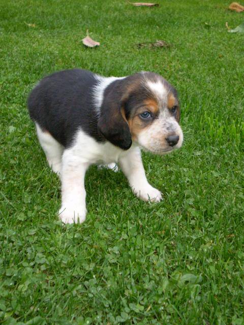 Beagle - Beagle