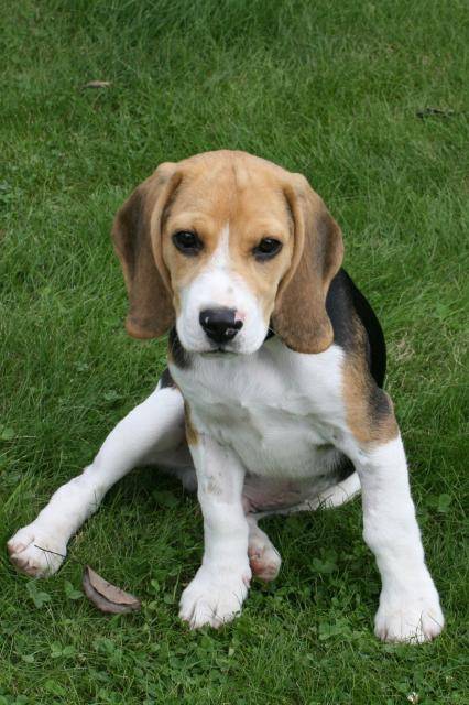 Beagle - Anatole - Beagle