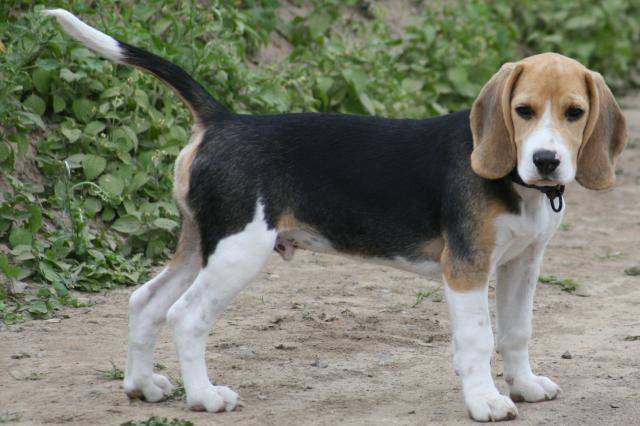 Beagle - Anatole - Beagle